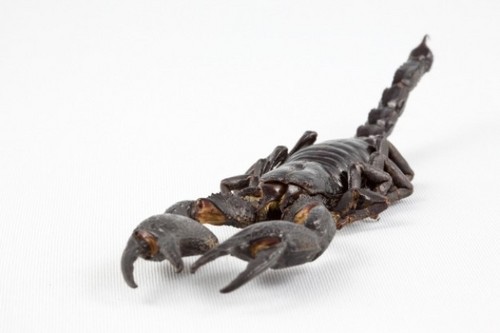black-scorpion-photo_61-1410.jpg